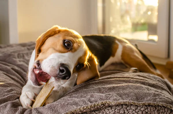 Beagle puppy chewing a dog snack. Biting a bone