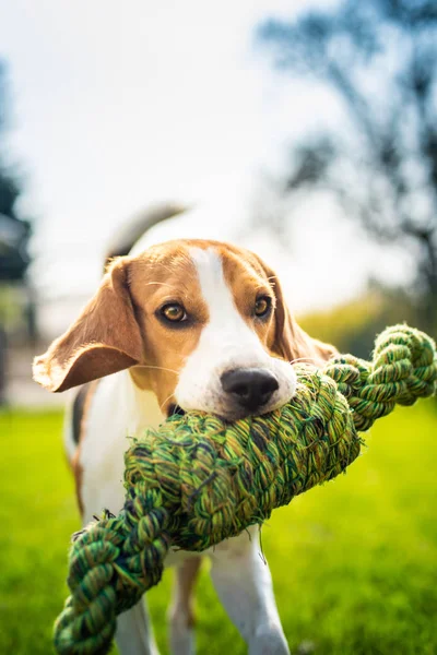 Beagle köpek eğlenceli bahçede açık havada çalıştırın ve düğüm ip kameraya doğru atlamak. Güneşli yaz gün