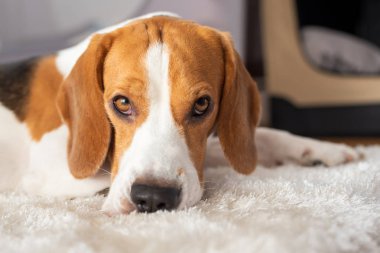 Beagle köpek yorgun bir beyaz halı katta uyuyor