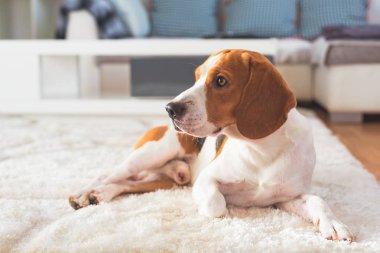 Beagle köpek yorgun bir halı zemin üzerinde