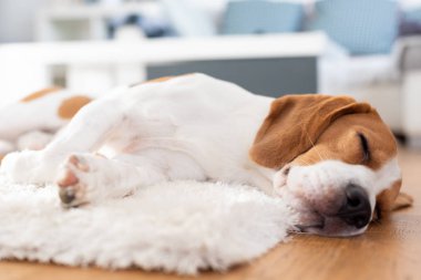 Beagle köpek yorgun bir katta uyuyor