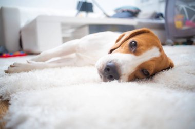 Beagle dog tired sleeps on a white carpet clipart