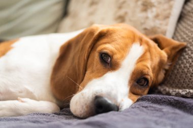 Beagle köpek portre yorgun rahat bir kanepede uyur