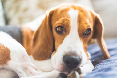 Beagle dog yorgun rahat bir kanepede uyur, kanepede.