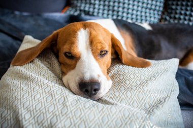 Beagle dog yorgun bir kanepede uyur.