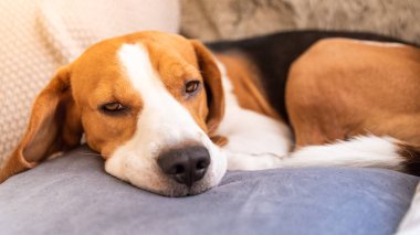 Sevimli köpek yorgun bir kanepede uyuyor. Divan tembel Beagle.