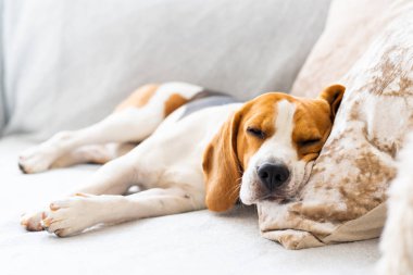 Beagle dog yorgun rahat bir kanepede, kanepede, battaniyede uyur.