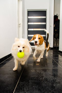 İki köpek kapalı birlikte oynamaya çalışan