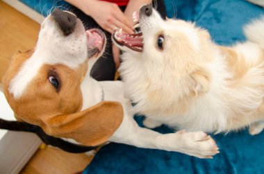Birlikte kanepede kapalı oynayan köpekler