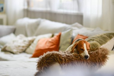 Beagle köpek bir rahat kanepe, kanepe, güneş pencereden düşüyor