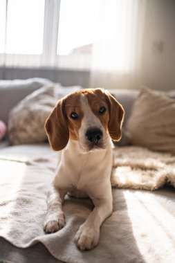 Beagle köpek bir rahat kanepe, kanepe, güneş pencereden düşüyor