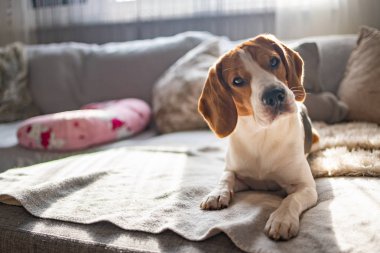 Beagle köpek bir rahat kanepe, kanepe, güneş pencereden düşüyor
