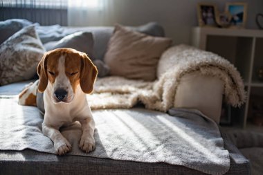 Beagle köpek yorgun uyuyor rahat bir kanepe, kanepe, güneş pencereden düşüyor