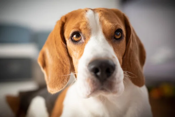 Beagle pies rasowe jasny portret — Zdjęcie stockowe