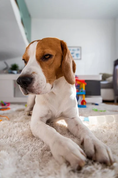 Cão beagle em um soalho — Fotografia de Stock