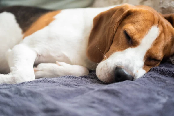 Beagle perro retrato cansado duerme en un acogedor sofá —  Fotos de Stock