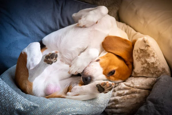 Cão cansado dorme em um sofá. pose engraçada, patas para cima. Beagle no sofá . — Fotografia de Stock