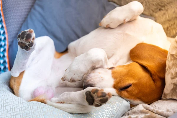 Dog tired sleeps on a couch. Funny pose, paws up. Beagle on sofa.