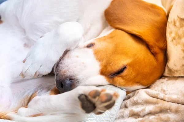 El perro cansado duerme en un sofá. Una pose graciosa, las patas arriba. Beagle en el sofá . —  Fotos de Stock