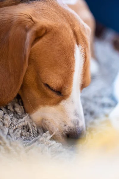 Dog tired sleeps on a couch. Lazy Beagle on sofa.