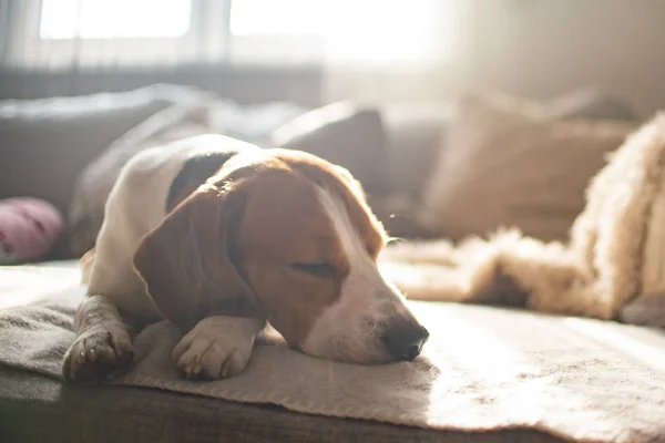 Beagle perro cansado duerme en un sofá acogedor, sofá, el sol cae a través de la ventana — Foto de Stock