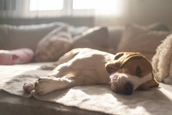 Beagle κουρασμένος σκύλος κοιμάται σε ένα άνετο καναπέ, καναπέ, ήλιος πέφτει μέσα από το παράθυρο — Φωτογραφία Αρχείου