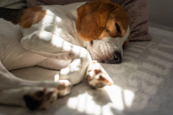 Cão beagle cansado dorme em um sofá aconchegante, raios de sol caem pela janela — Fotografia de Stock