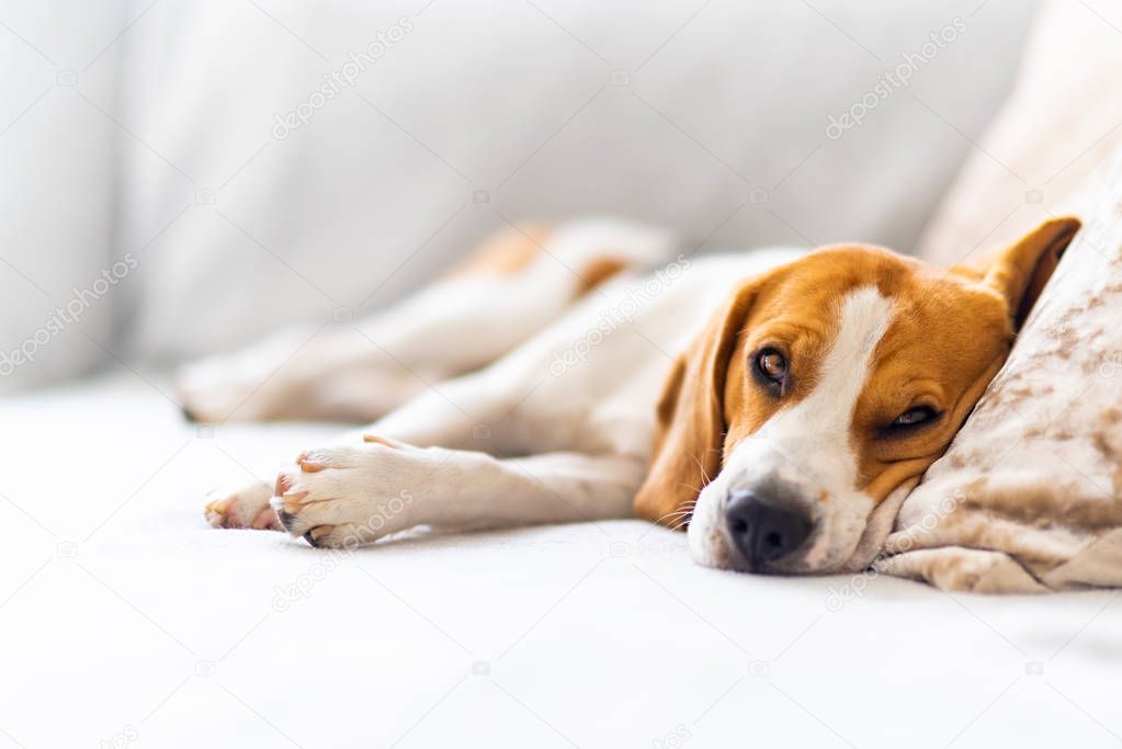 Beagle dog tired sleeps on a cozy sofa, couch, blanket