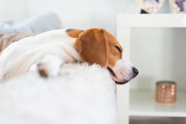Beagle köpek yorgun uyuyor rahat bir kanepe, kanepe, güneş pencereden düşüyor