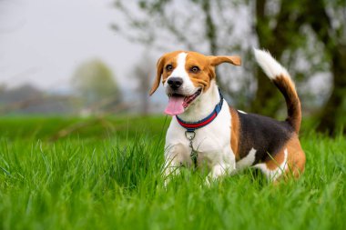 Köpek Beagle bir baharda yeşil çim tarlasında koşuyor ve dille zıplıyor.