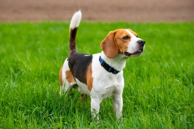 Bir bahar yeşil çim sahada köpek Beagle