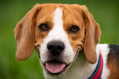 Beagle köpek açık havada doğa portresi