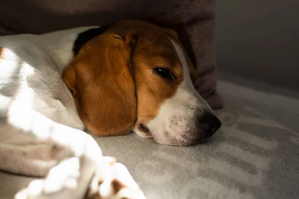 Beagle κουρασμένος σκύλος κοιμάται σε ένα άνετο καναπέ, ακτίνες του ήλιου πέφτουν μέσα από το παράθυρο — Φωτογραφία Αρχείου