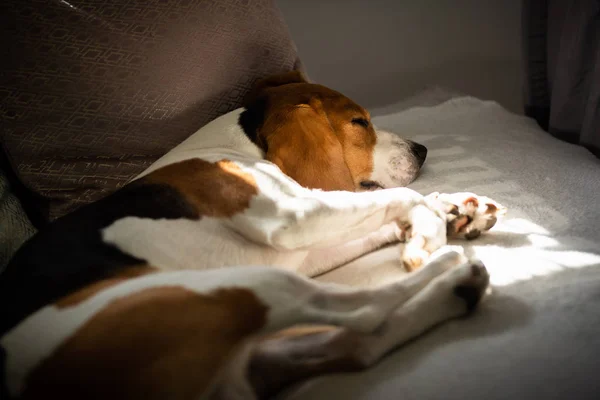Beagle-Hund schläft müde auf einem gemütlichen Sofa, Sonnenstrahlen fallen durch Fenster — Stockfoto