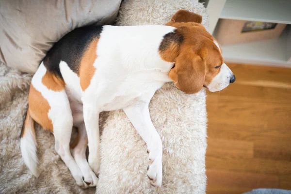 Cão beagle cansado dorme em um sofá aconchegante, sofá, sol cai pela janela — Fotografia de Stock
