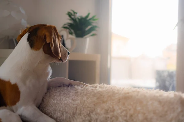 Cão beagle cansado dorme em um sofá aconchegante, sofá, sol cai pela janela — Fotografia de Stock