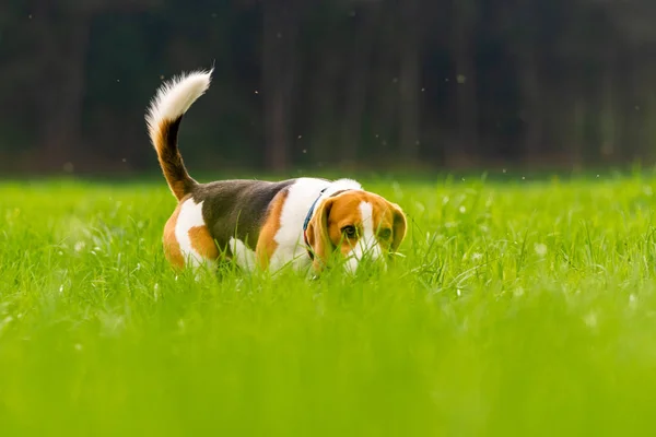 Potret anjing Beagle di alam — Stok Foto