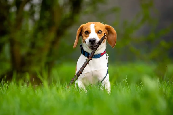 Dog Beagle running and jumping with stick through green grass field in a spring — Stock Photo, Image