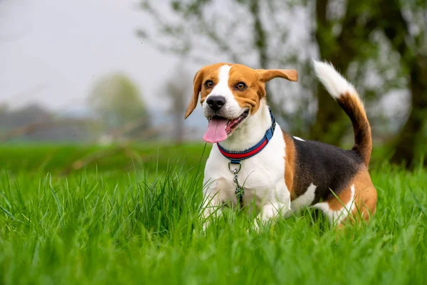 봄에 푸른 풀밭을 가로질러 뛰고 뛰는 개 비글 — 스톡 사진