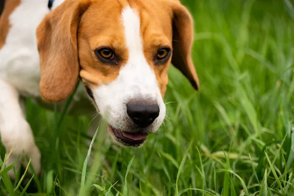 Retrato de Beagle perro al aire libre en la naturaleza — Foto de Stock