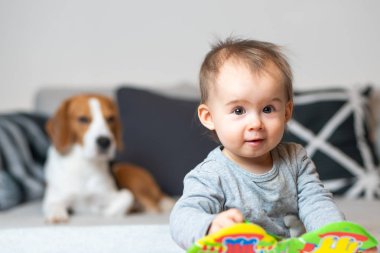 Evde Beagle köpeği olan bir bebek. Evde aile dostu köpek.