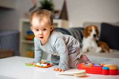 Evde Beagle köpeği olan bir bebek. Evde aile dostu köpek.