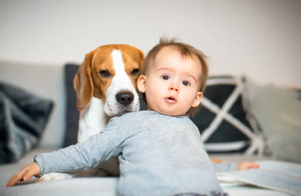 Baby with a Beagle dog in home