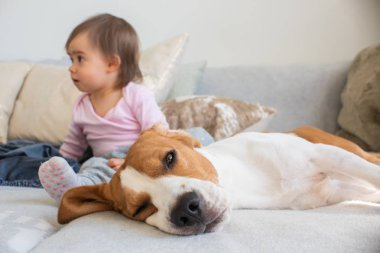 Kanepede sevimli bir bebek kız ile köpek. Beagle yan uyku, arka planda bebek sol tarafta bakıyor.