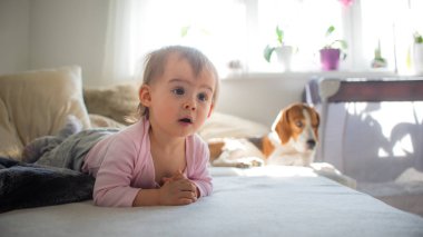 Kanepede sevimli bir bebek kız ile köpek. Beagle yan uyku, arka planda bebek sol tarafta bakıyor.