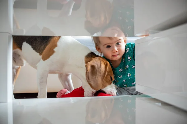 Dog with a cute caucasian baby girl. Beagle dog take and bite doll from cute baby girl in living room. Tight space under coffee table