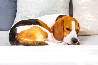 Piebald köpek Sleeping üzerinde bir kanepe