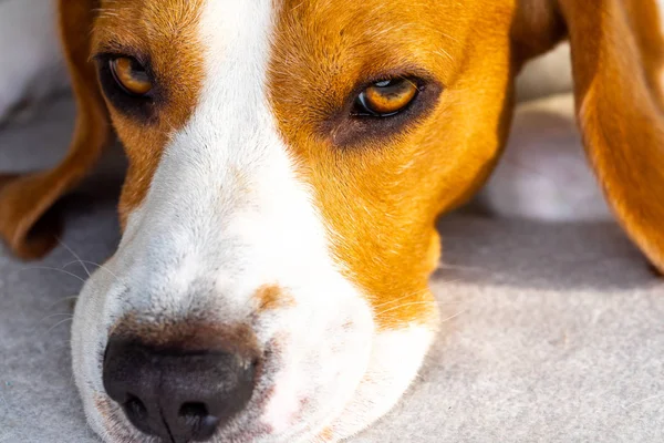 Droevige hond op een bank met hoofd naar beneden, close-up. — Stockfoto