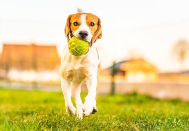 Beagle köpeği yeşil topla bahçeye doğru koşuyor..