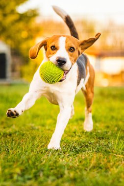 Beagle köpeği yeşil topla bahçeye doğru koşuyor..